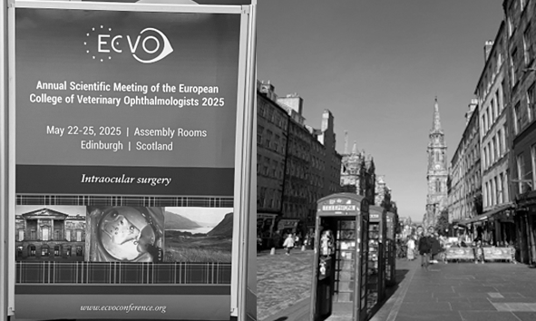 Ecosse congrès